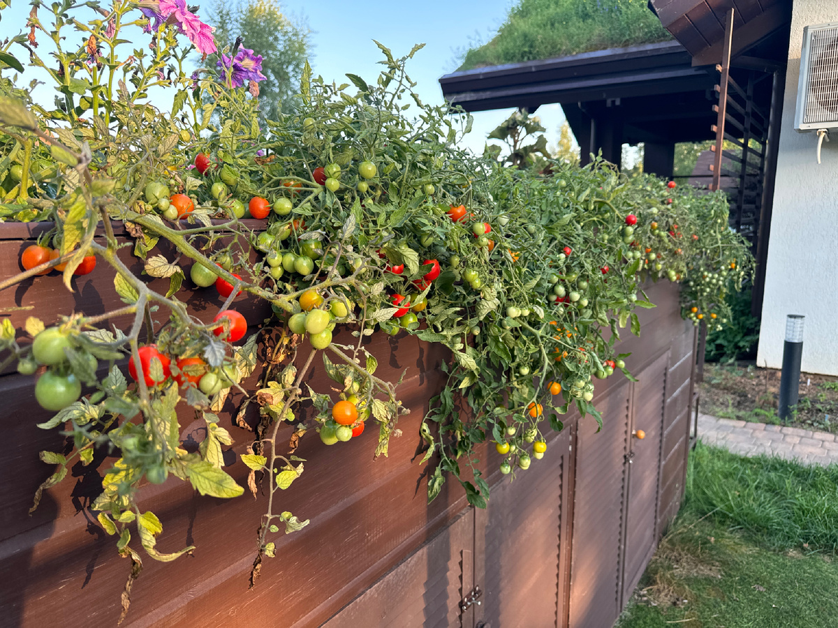 Вместо петуний 😂