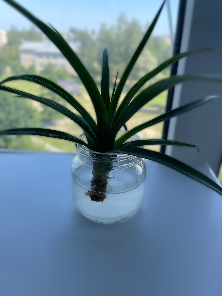 Процесс проращивания.