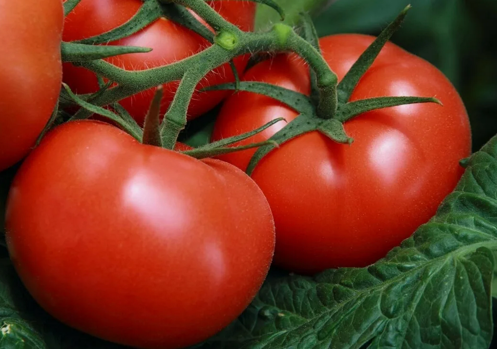 Отличные помидоры