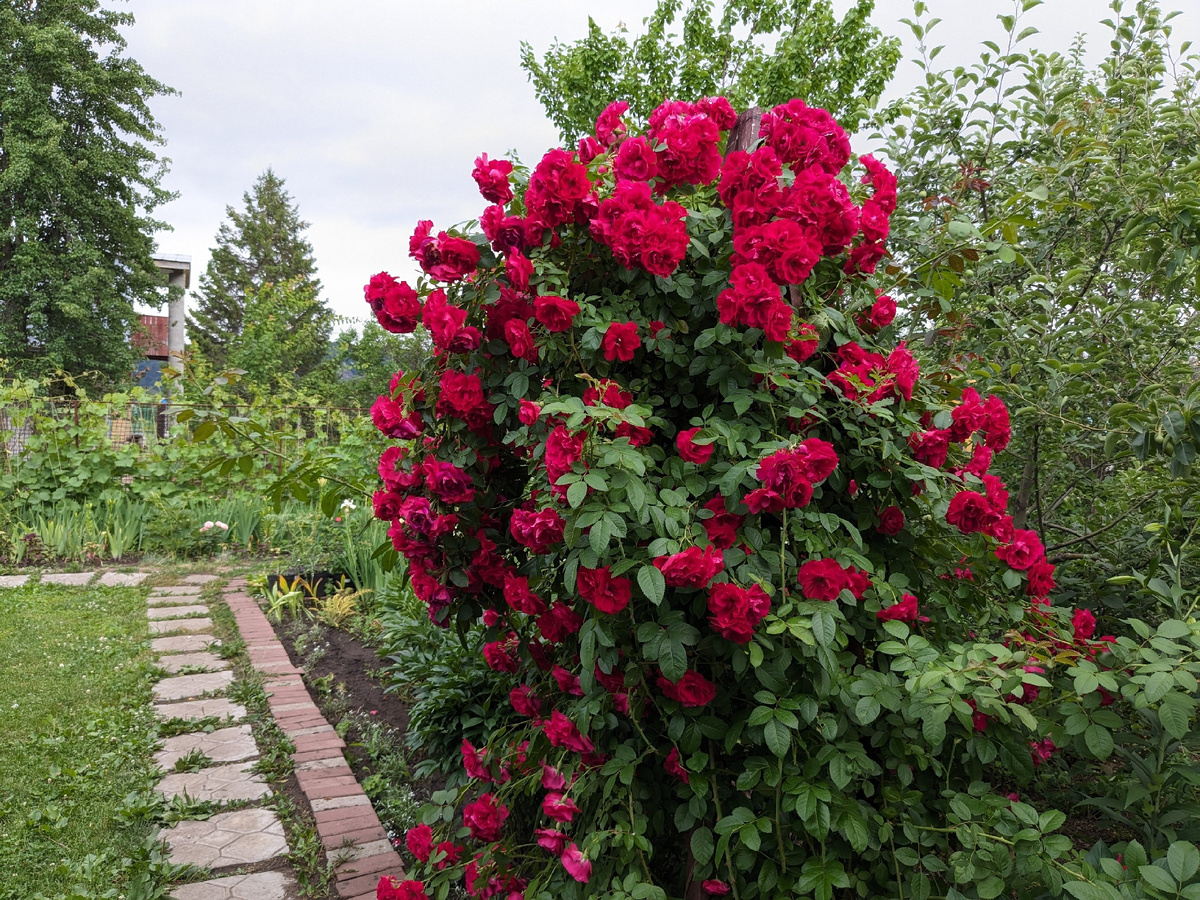 РОза Flammentanz - рамблер, и если обрезать молодые побеги, на следующий год цветения не будет