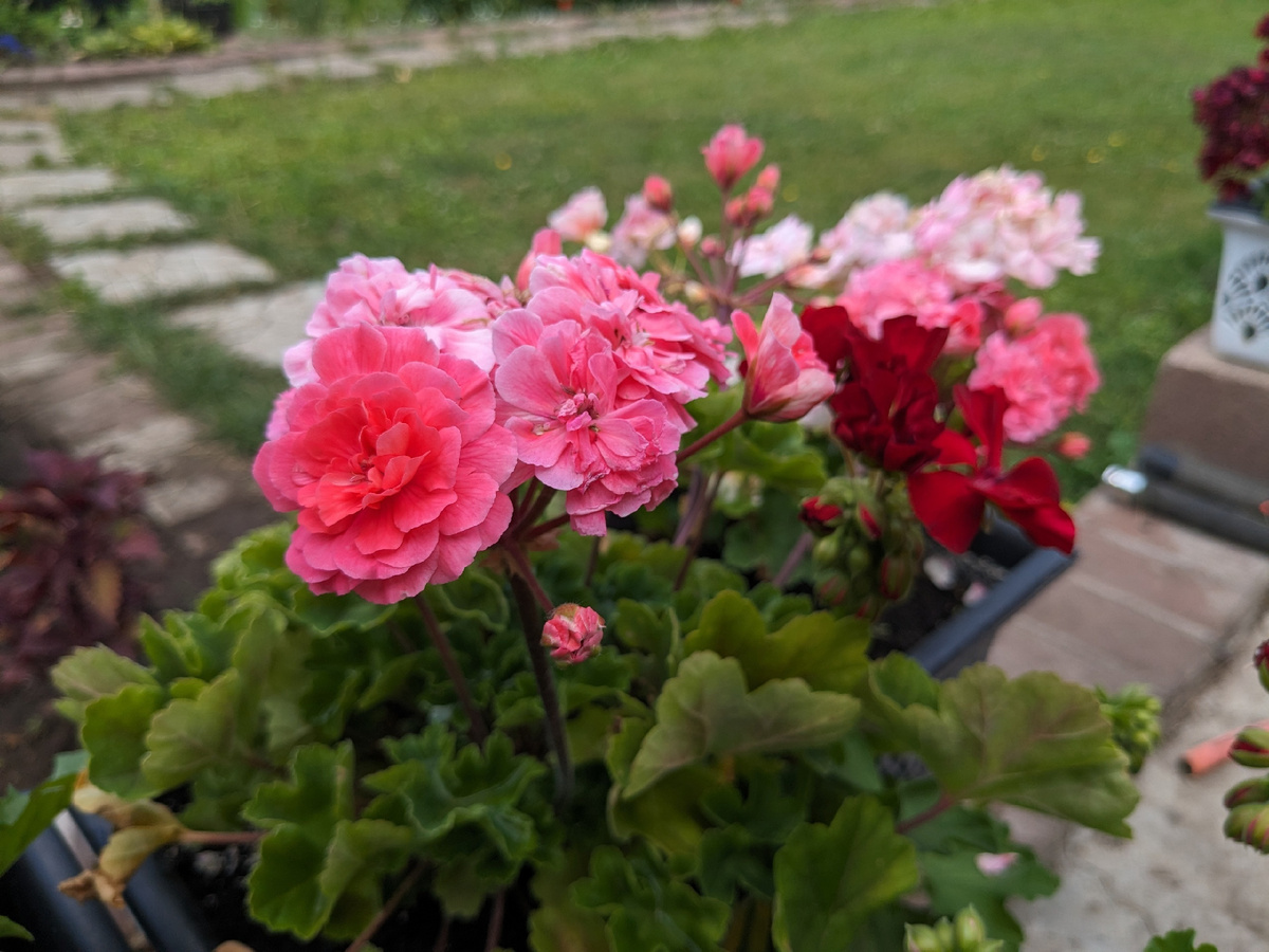 Новая пеларгония для наблюдения - зонартик Марокканская принцесса. Живет на улице и не пищит