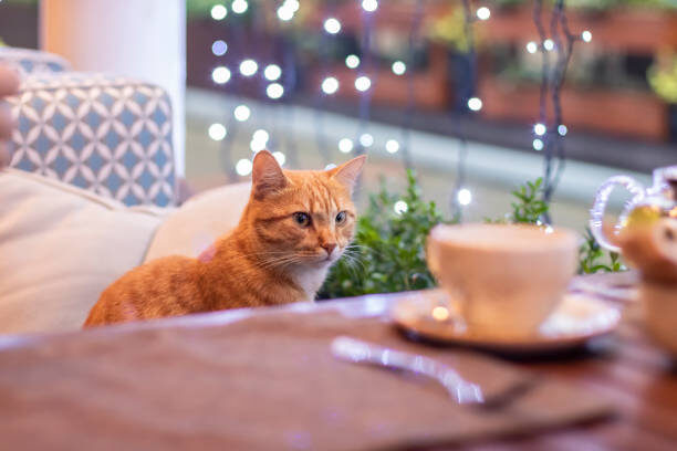 Может ли симпатичная кошечка жить в кафе и лежать рядом с пьющими кофе людьми? Разрешено ли владельцу питомца взять его с собой в ресторан и посадить рядом с собой за стол?