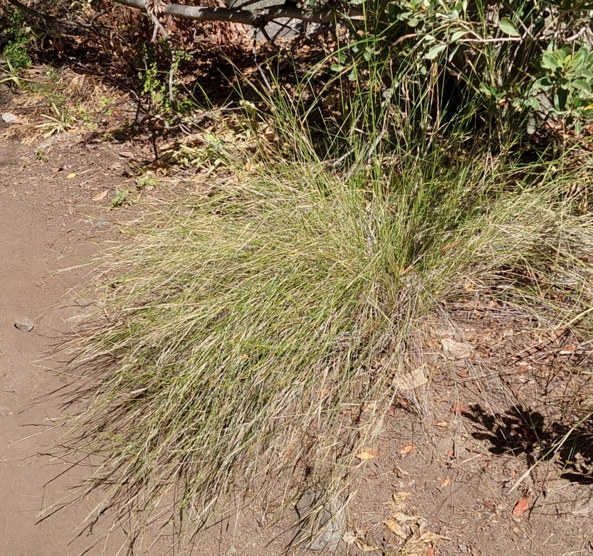 Macarena Andrea Villalobos Farías, inaturalist.nz