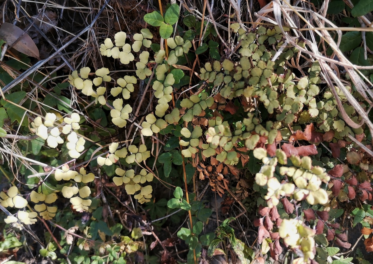 Benjamin Silva Ahumada, inaturalist.org