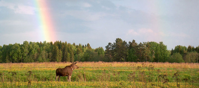 Источник фото: сайт Лосиной фермы