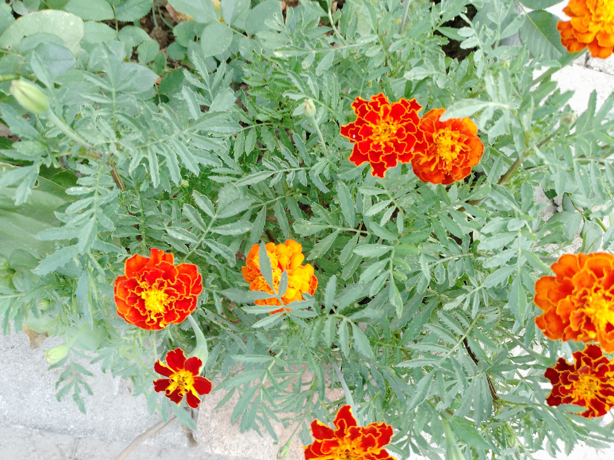 Чернобрывцы у соседей, мои не взошли. 