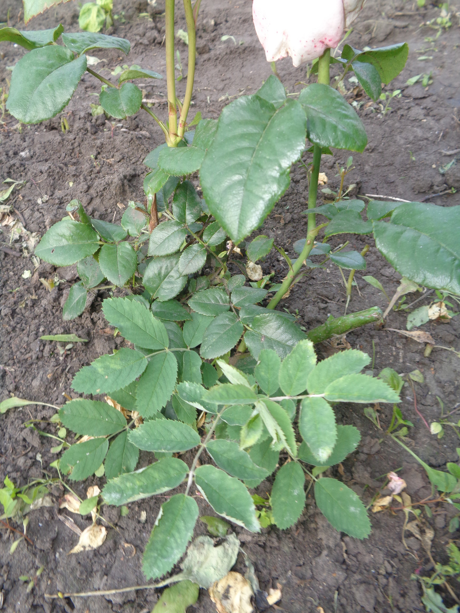 Теперь крупным планом. Увидели шиповник?