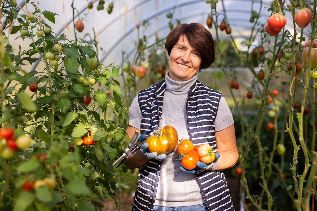 Благодаря подкормке дрожжами растения растут лучше и дают больше урожая. Источник: Shutterstock📷
