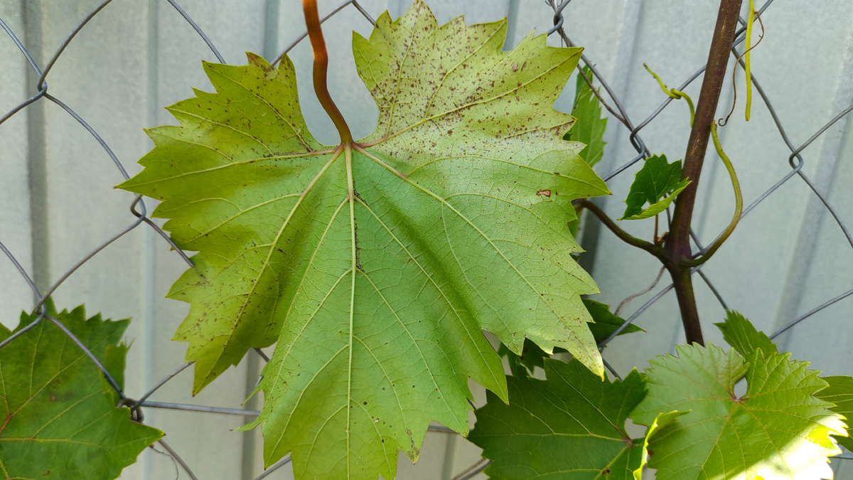 Лист винограда, который я специально распрямил, чтобы было видно всю его площадь 