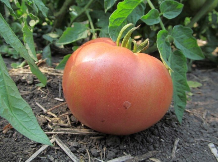 Если завязь томатов неожиданно осыпается, если осыпаются плоды - как спасти урожай. Чего не хватает растениям, что не так с агротехникой - что же приключилось с томатом, что он плодами разбрасывается.-2