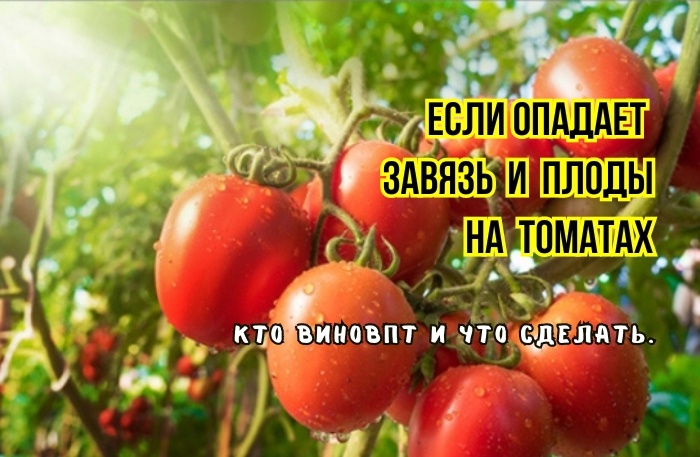 Вот почему осыпается завязь томатов и плоды: 3 причины от агрономов. И что можно сделать, чтобы плоды не осыпались. И что делать не стоит