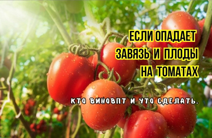 Если завязь томатов неожиданно осыпается, если осыпаются плоды - как спасти урожай. Чего не хватает растениям, что не так с агротехникой - что же приключилось с томатом, что он плодами разбрасывается.