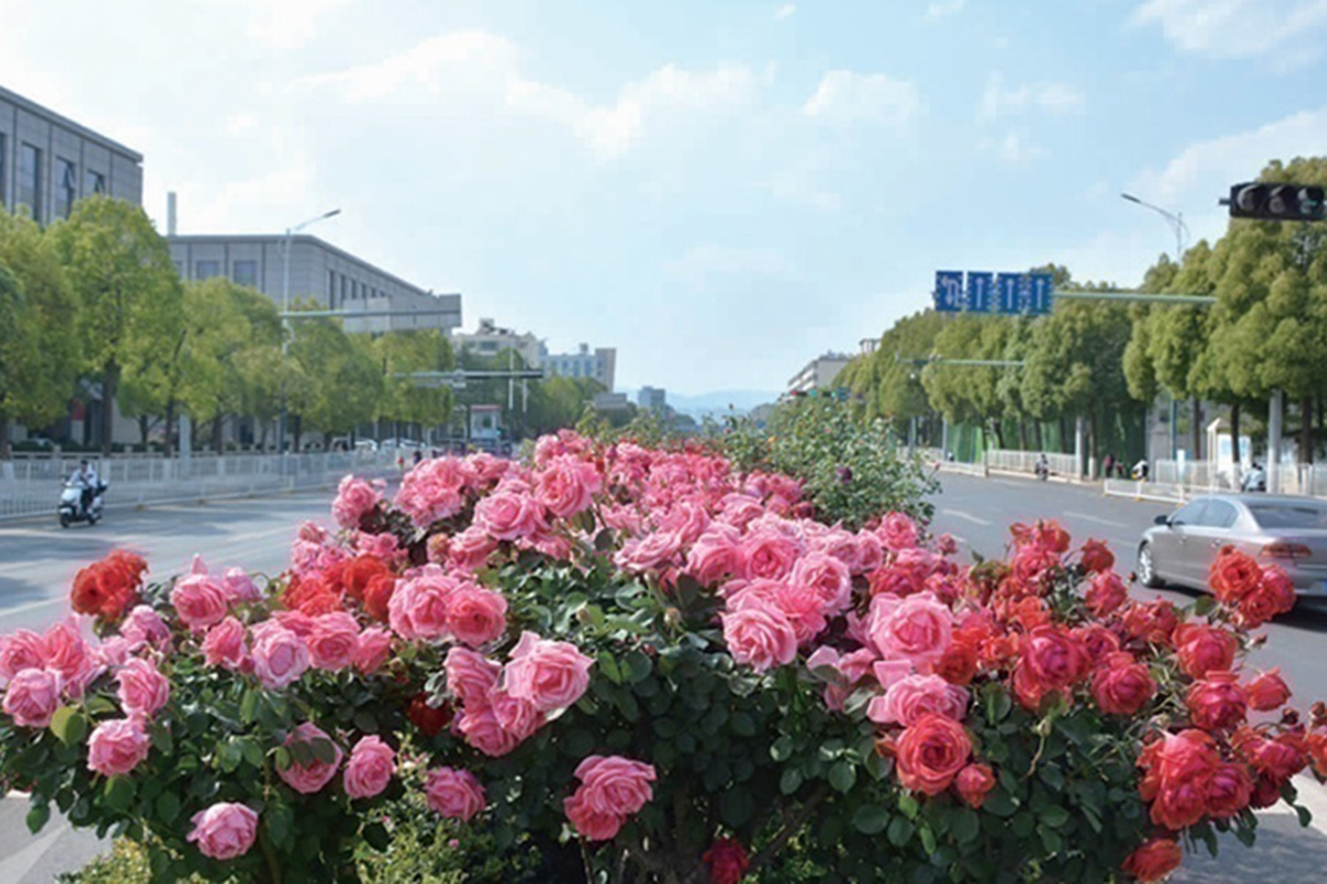    Фотофакт. Необычные съедобные насаждения в городах китайской провинции Юньнань