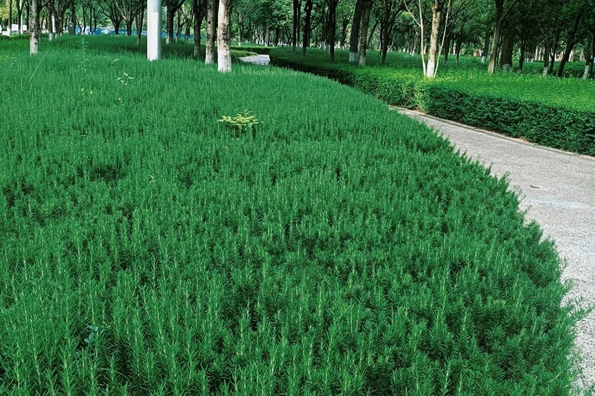    Фотофакт. Необычные съедобные насаждения в городах китайской провинции Юньнань