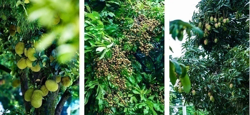    Фотофакт. Необычные съедобные насаждения в городах китайской провинции Юньнань