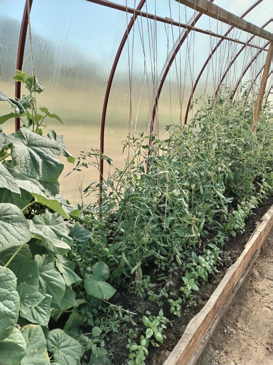 Обрезала помидоры