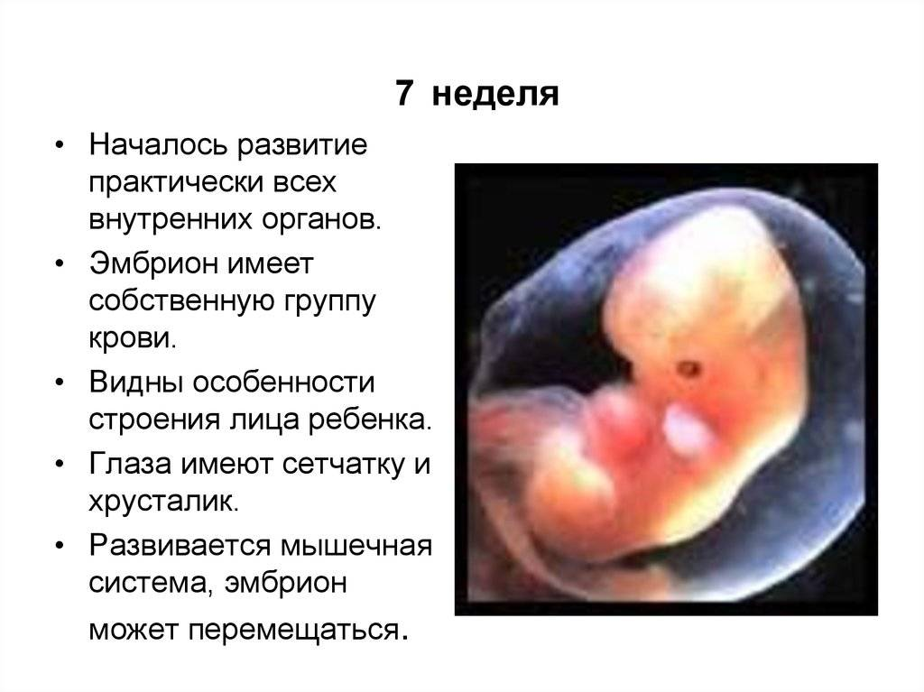 7 неделя беременности