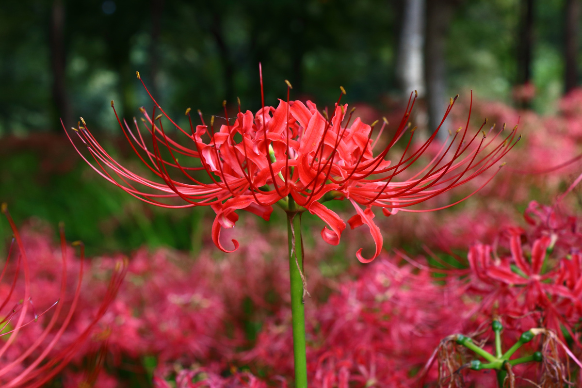 Ликорис лучистый (Lycoris radiata)