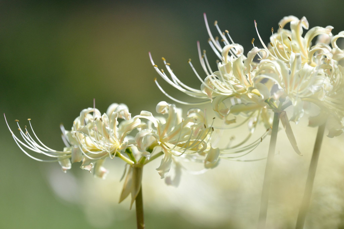 Ликорис белый (Lycoris albiflora)