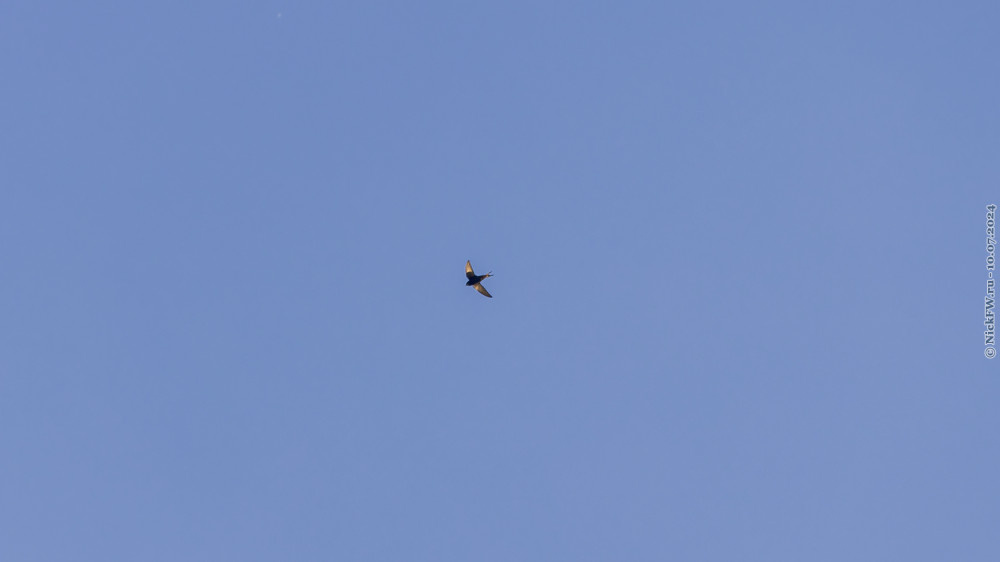 1. Стриж в полёте... © NickFW.ru — 10.07.2024г.