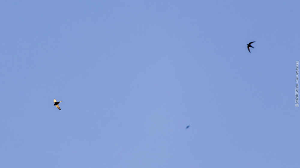 2. Стрижи в полёте... © NickFW.ru — 10.07.2024г.