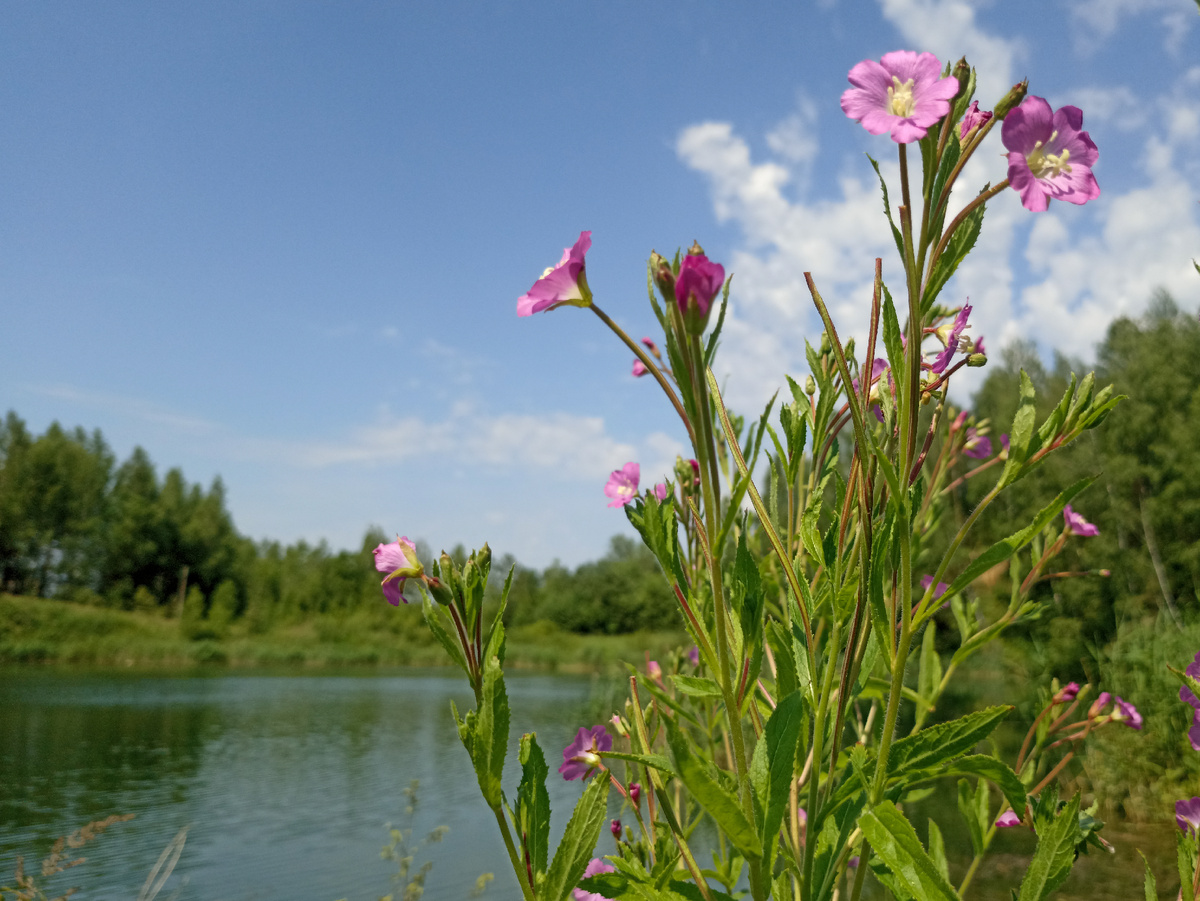 Розовые краски на берегу озера, о существовании которого мало кто знает