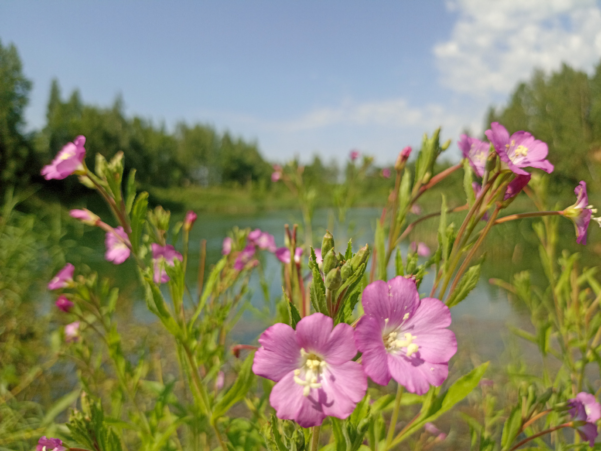 Розовые краски на берегу озера, о существовании которого мало кто знает. Листайте галерею