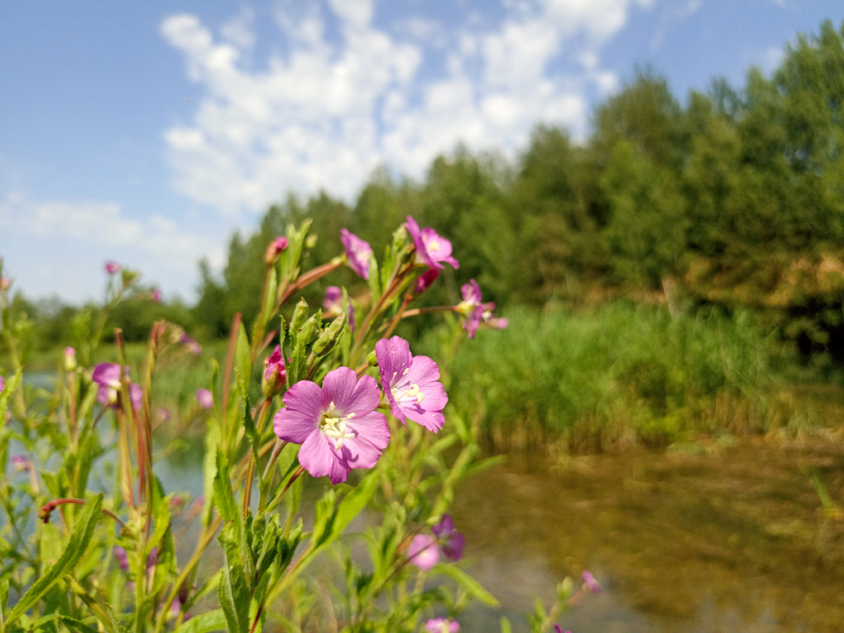 Розовые краски на берегу озера, о существовании которого мало кто знает