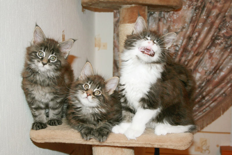 Пузырек справа