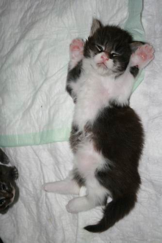 Пузырьку 2-3 недели