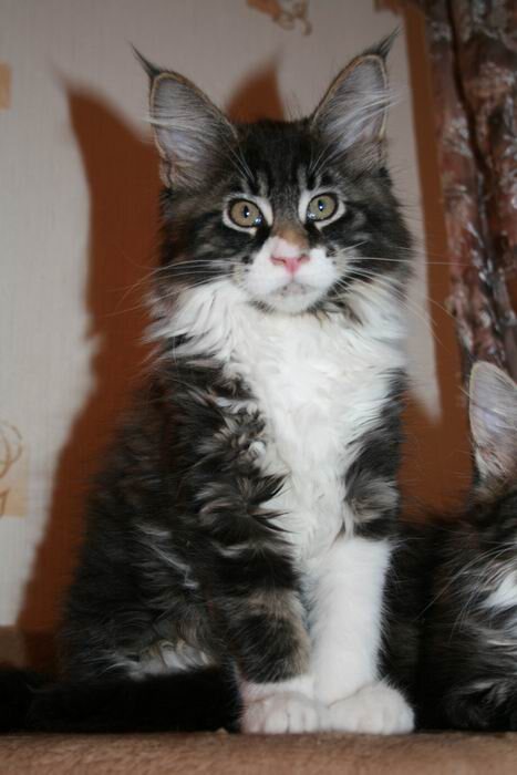 Пузырьку 3 мес