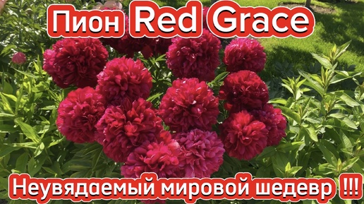 Пион Red Grace, неувядаемый мировой шедевр