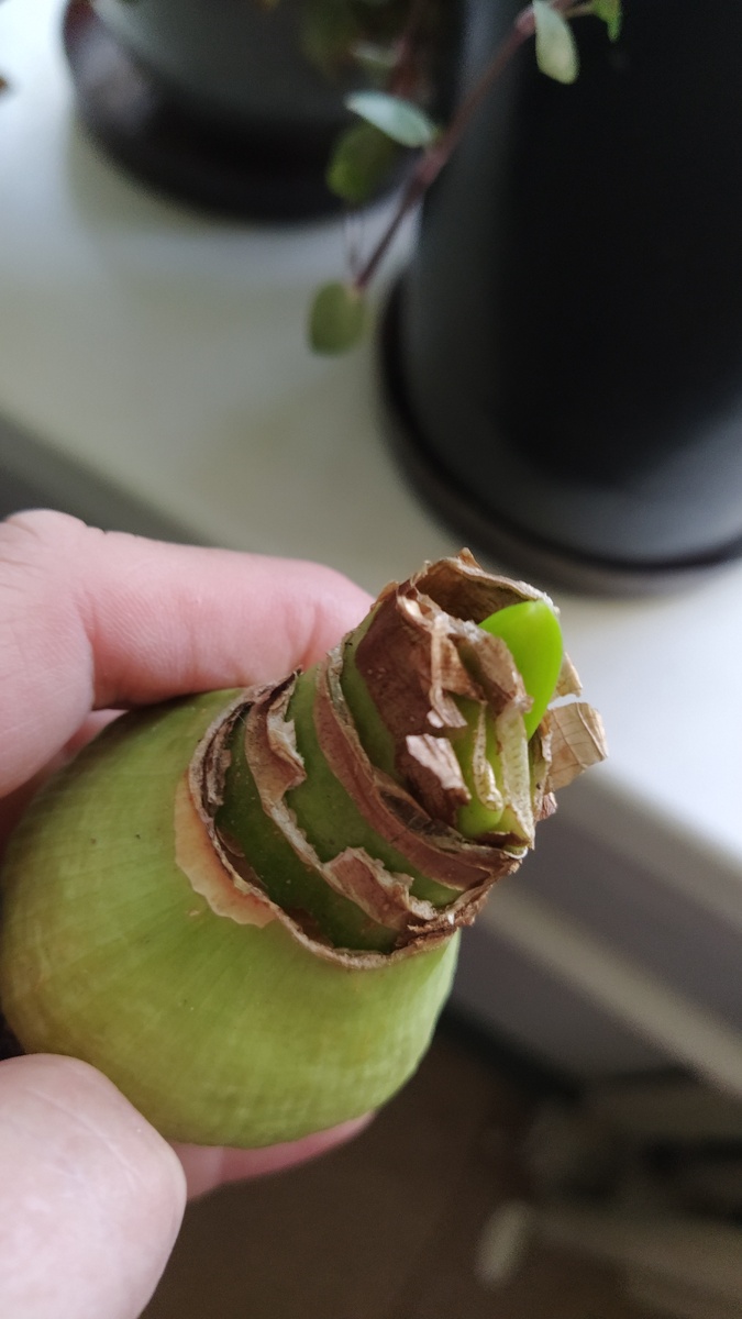 Очень толстый проросток, чтобы быть листом.