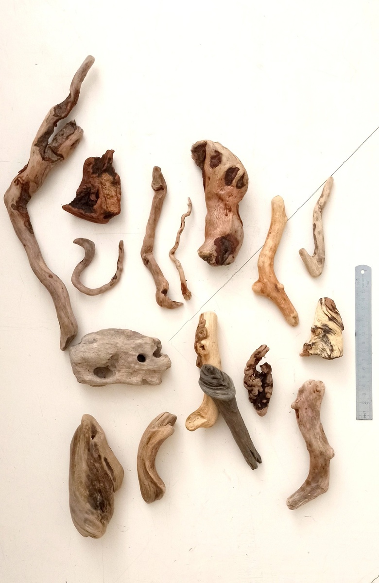 Морские белые коряги с Чёрного моря