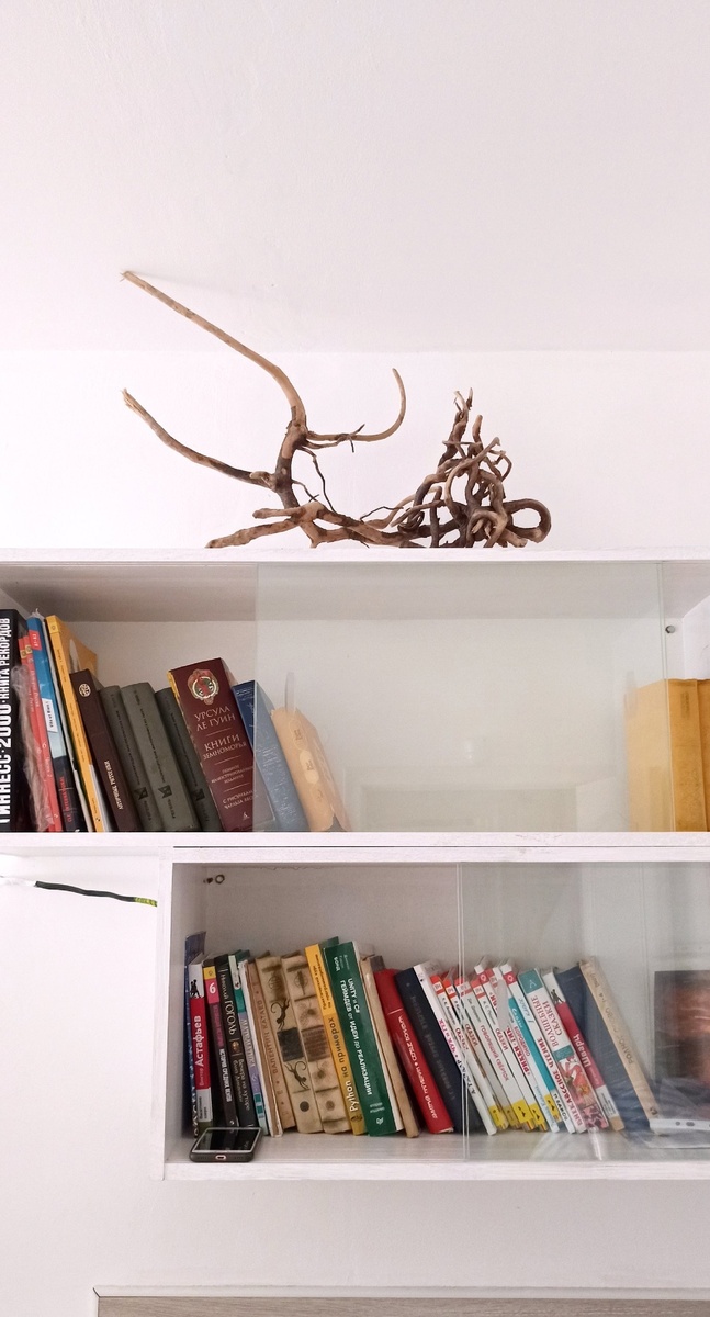 Причудливое сухое дерево с корнями украшает полку с книгами