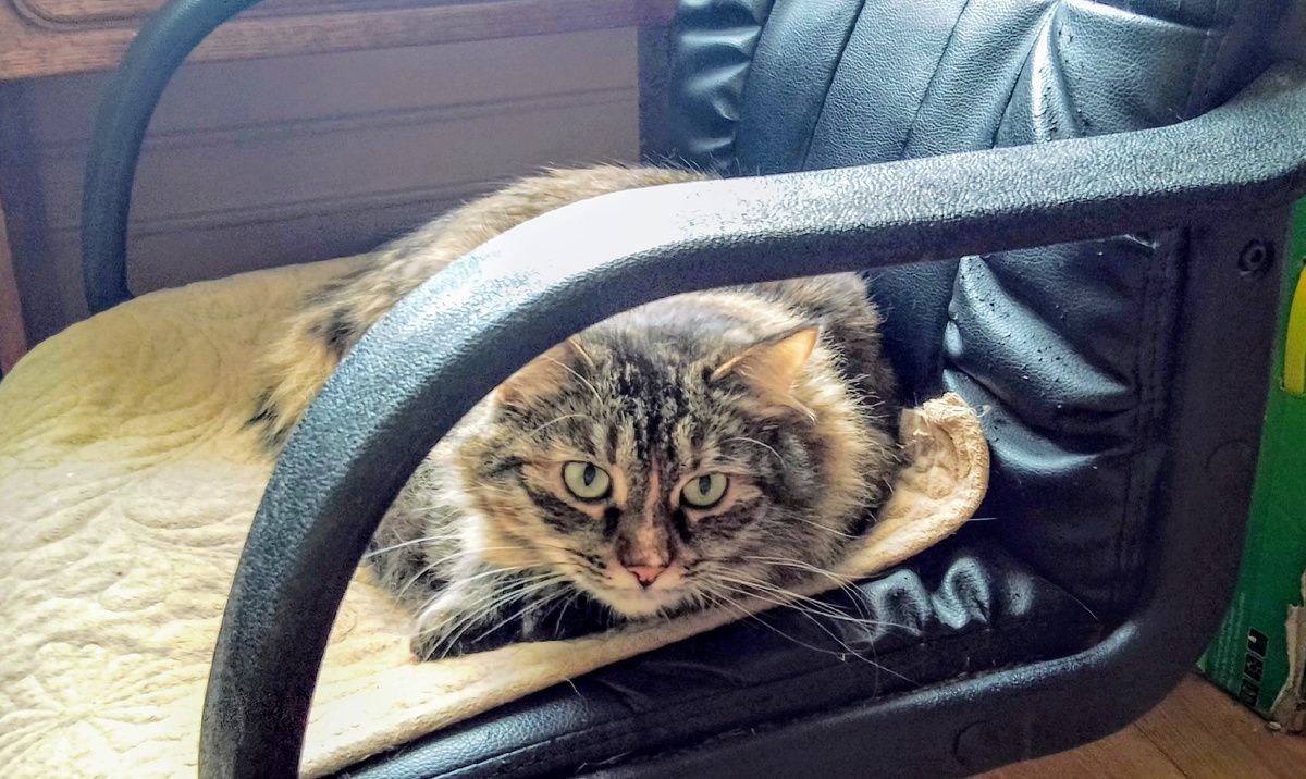 Лиза при виде икры теряет голову. Хотя, казалось бы, откуда любовь к икре у кошки, рождённой в подвале? 