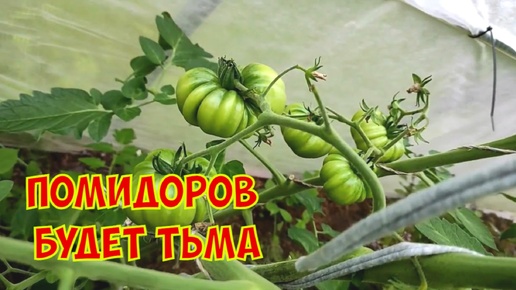 Застывшие в росте томаты сразу идут в активный рост после моей подпитки по листу (делюсь уникальной подкормкой для томатов)