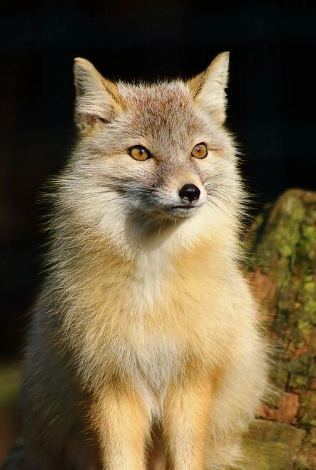 Корсак - степной лис