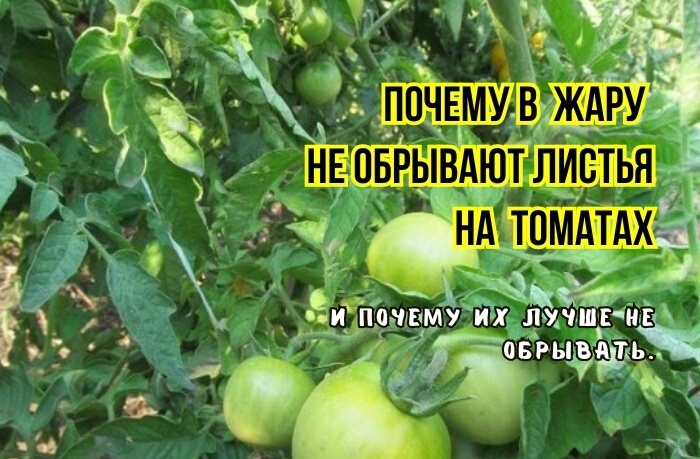 Вот почему томатам нужны все листья - особенно в жару: 3 причины, почему удалять их не нужно. А когда нужны и пасынки: мнение агрономов