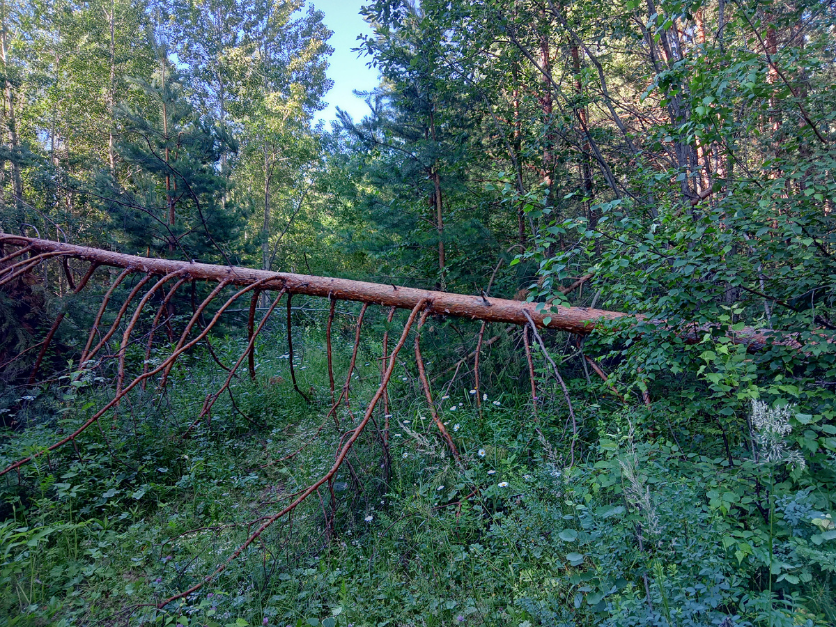 буреломисто