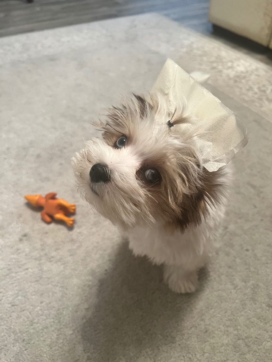 Самодельный держатель для ушей из бумажного скотча 