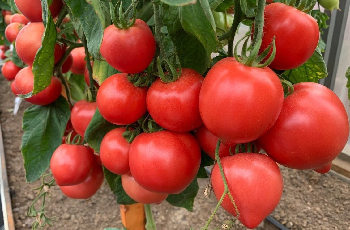 Красивые помидоры