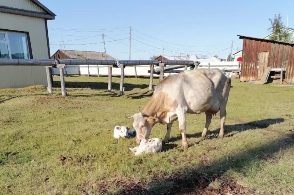    Корова в четвёртый раз родила двойню в Якутии