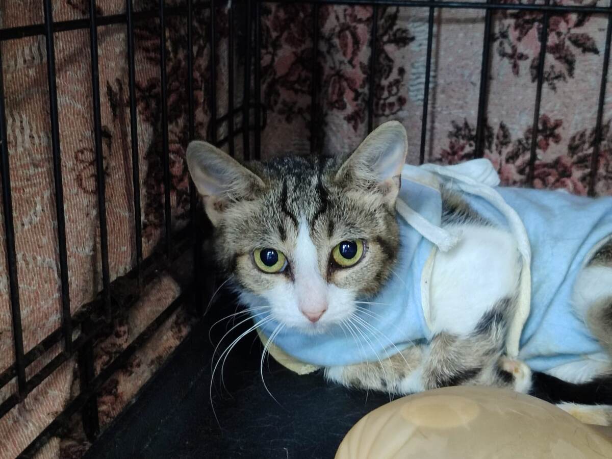 Ясику нашли на улице.