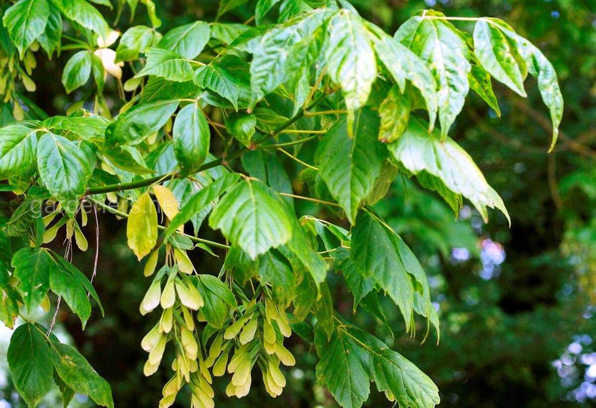 Ясенелистный клен или клен американский это злостное сорное растение из мира деревьев. Он удивительно живуч, совершенно неприхотлив и скорости роста его позавидуют многие растения.