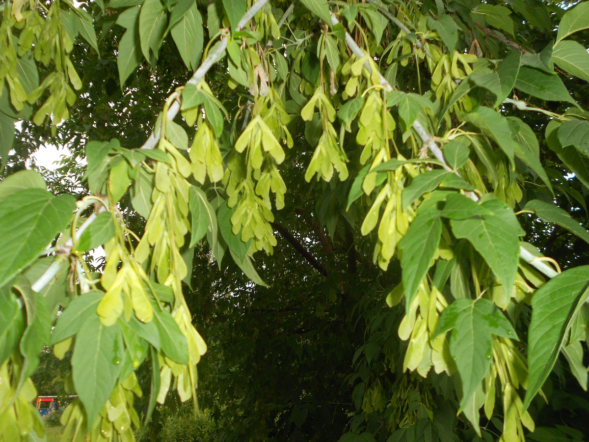 Ясенелистный клен или клен американский это злостное сорное растение из мира деревьев. Он удивительно живуч, совершенно неприхотлив и скорости роста его позавидуют многие растения.-2