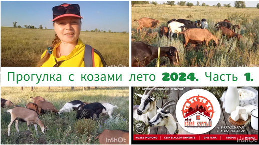 Прогулка с козами лето 2024. Часть 1. Наши козы: обзор, порода, содержание.