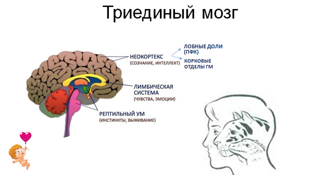 три мозга