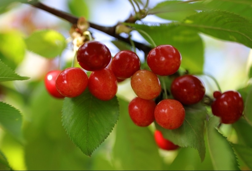 Рассказываем про пользу и вред вишни для здоровья. Фотография © РИА Новости. Виталий Тимкив