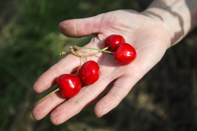 Существует более 60 видов вишни   © РИА Новости. Виталий Тимкив